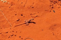 Ctenophorus isolepis