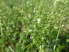 Galium mollugo