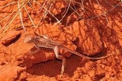 Ctenophorus isolepis