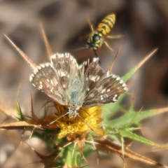 Muschampia alta