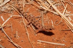 Rhynchoedura ornata
