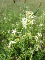 Galium mollugo
