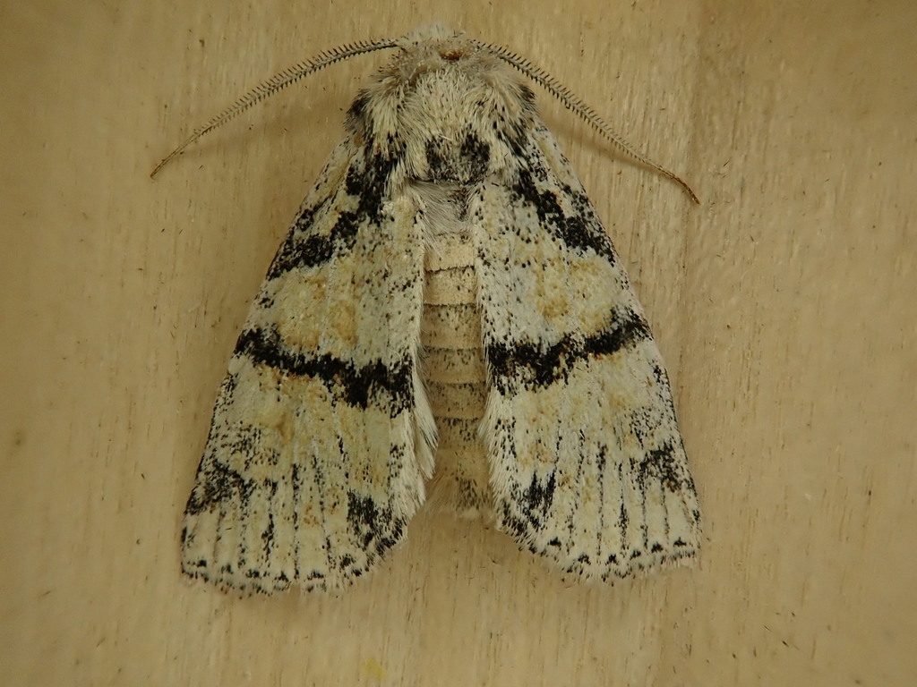 Brachylomia discolor