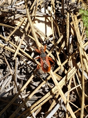 Rhynocoris ventralis