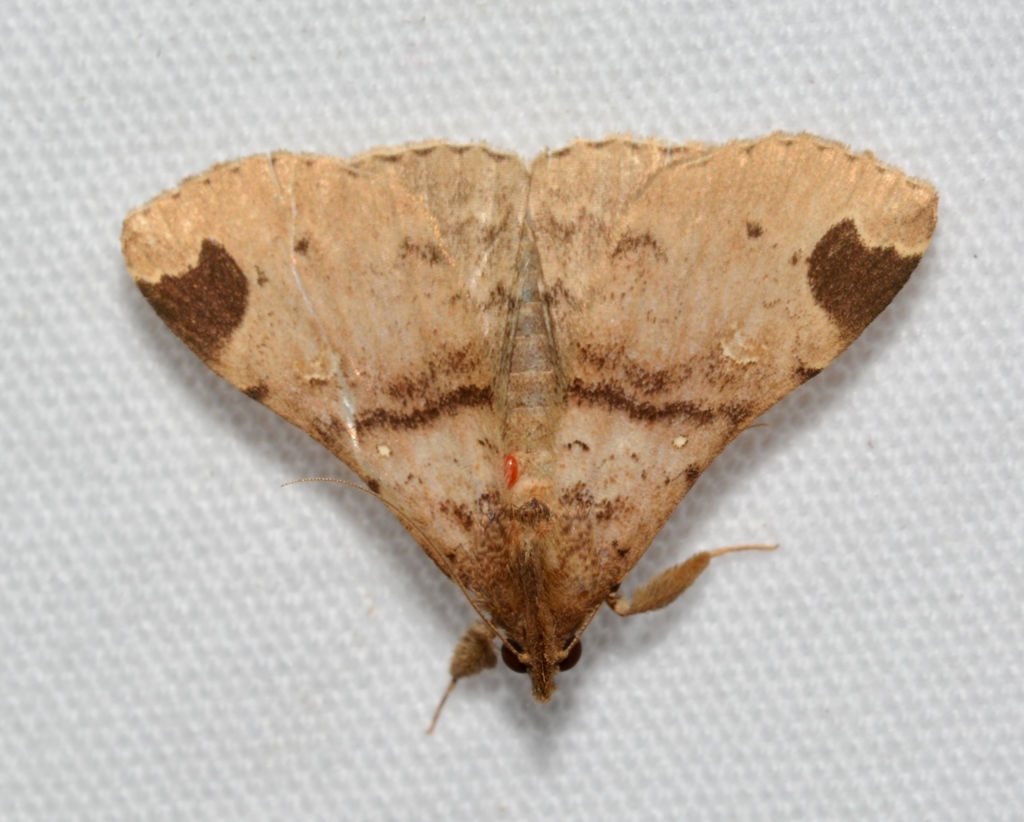 Rejectaria aratus