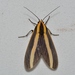 Ormetica ataenia - Photo no rights reserved, uploaded by Chrissy McClarren and Andy Reago