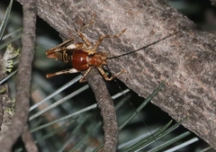 Phymonotus jacintotopos