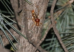 Phymonotus jacintotopos