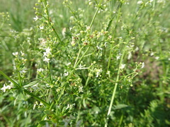 Galium mollugo