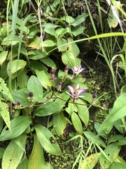 Tricyrtis lasiocarpa