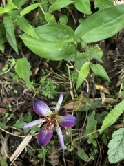 Tricyrtis lasiocarpa