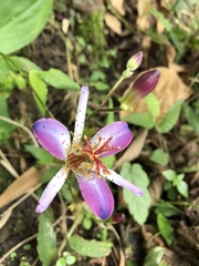 Tricyrtis lasiocarpa