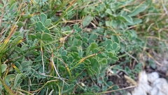Coronilla