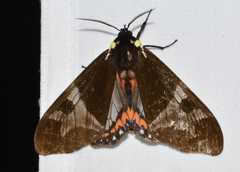 Dysschema magdala