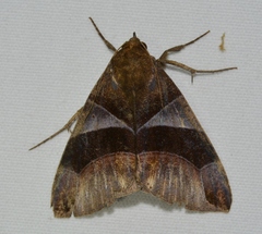 Dysgonia purpurata