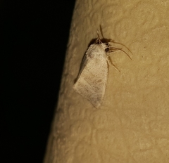 Plagiomimicus caesium