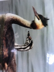 Podiceps cristatus