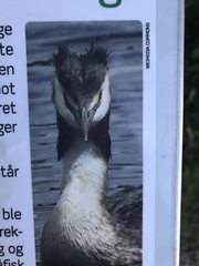 Podiceps cristatus