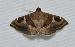 Lamprosema