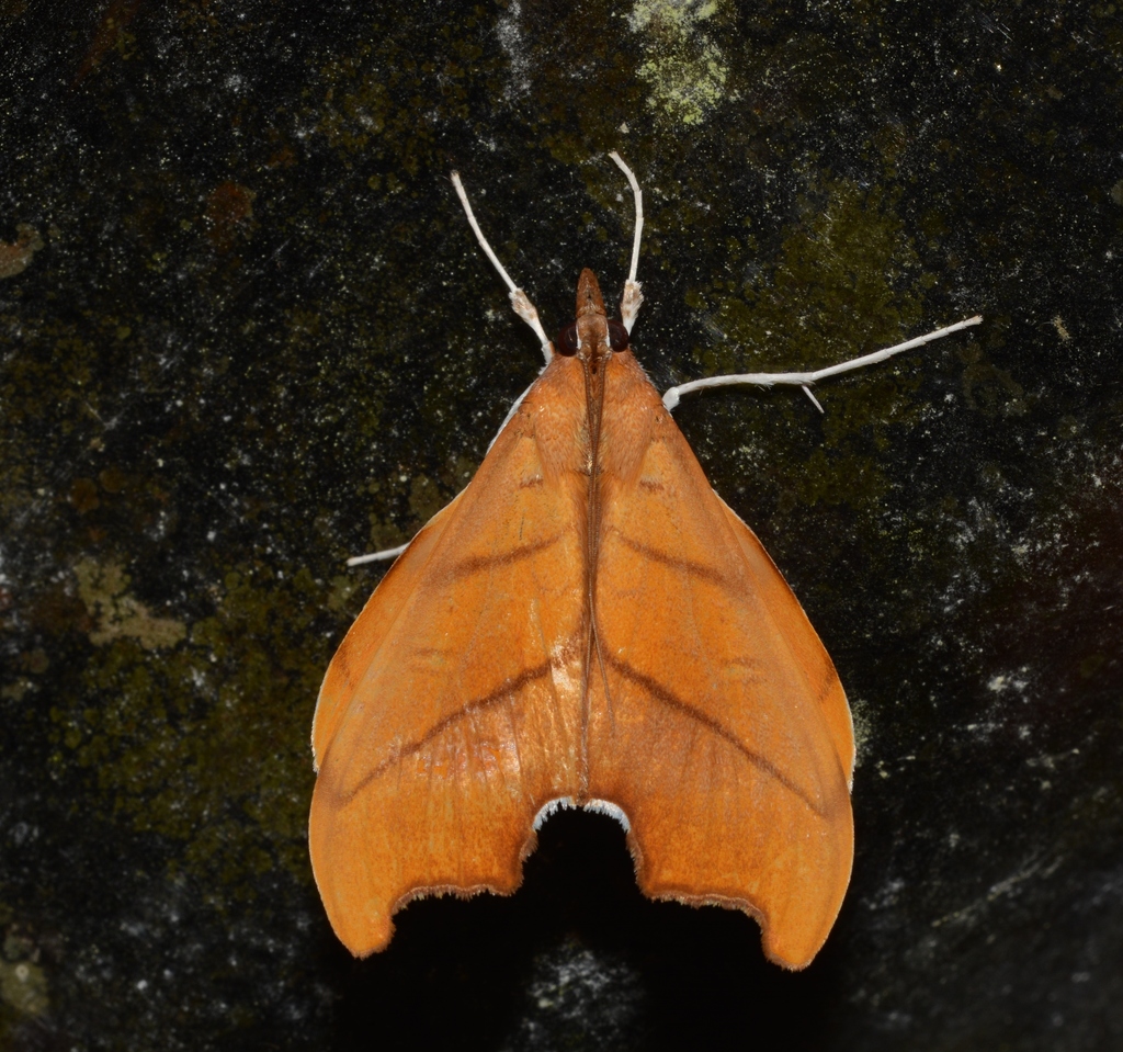 Sparagmia gonoptera