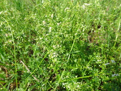 Galium mollugo