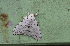 Lymantria marginalis