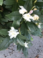 Rhododendron