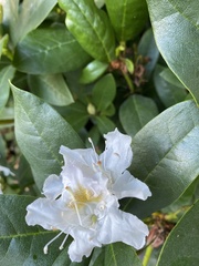 Rhododendron