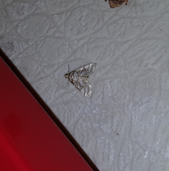 Pseudopyrausta santatalis