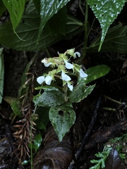 Odontochilus brevistylis