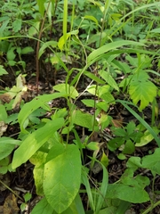 Calystegia spithamaea