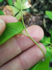 Calystegia spithamaea