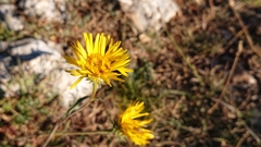 Pentanema montanum