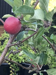 Malus domestica
