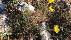 Pentanema montanum