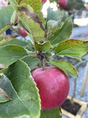Malus domestica