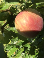 Malus domestica