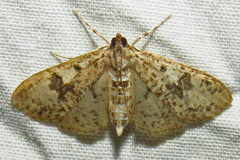 Palpita freemanalis