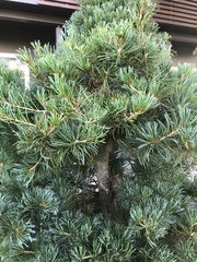 Pinus sylvestris