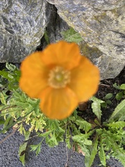 Papaver