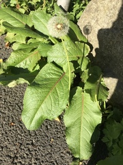 Taraxacum officinale