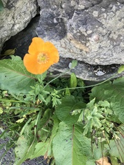 Papaver