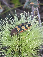 Castiarina simulata