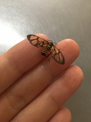 Amata huebneri