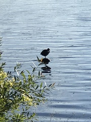 Fulica atra