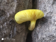 Phylloporus