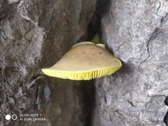 Phylloporus