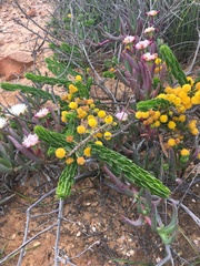 Acacia idiomorpha