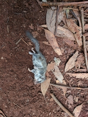 Graphiurus