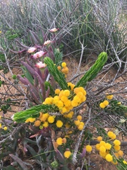 Acacia idiomorpha